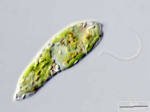 Image of Euglena gracilis