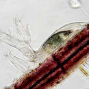 Image of Folliculina simplex