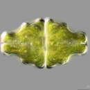 Image of Euastrum sinuosum Lenormand ex W. Archer 1861