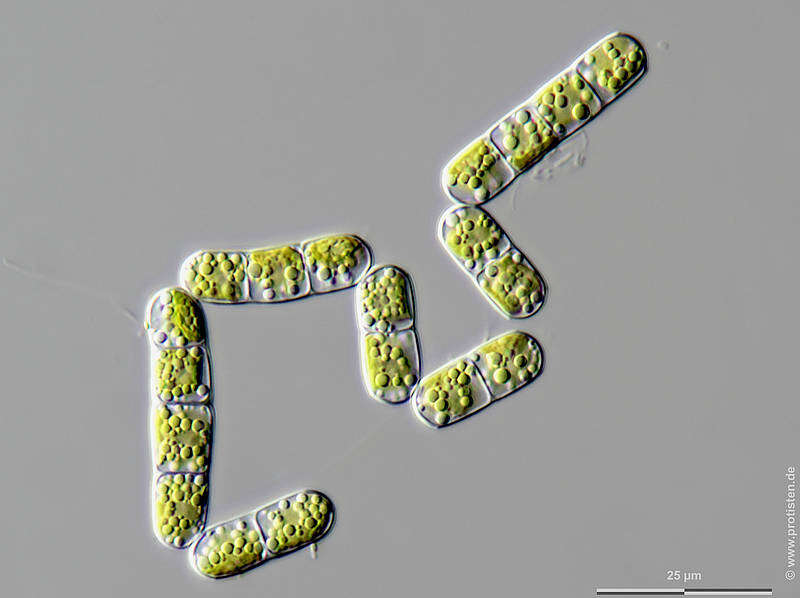 Imagem de Klebsormidium dissectum