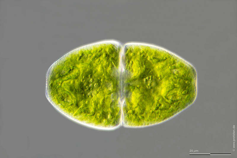 Imagem de Cosmarium pyramidatum Brébisson ex Ralfs 1848