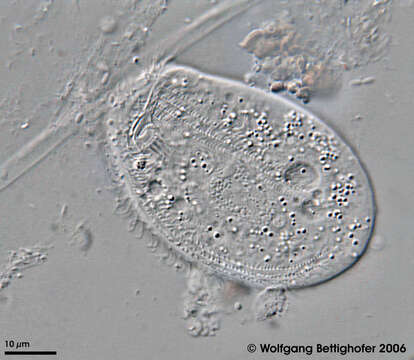 Imagem de Chilodonella uncinata