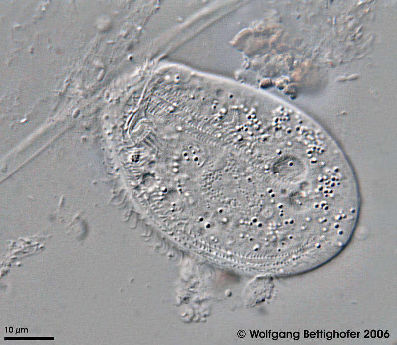 Imagem de Chilodonella uncinata