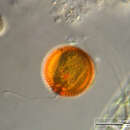 Image of Trachelomonas rugulosa