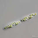 Image of Spirotaenia erythrocephala Itzigsohn 1856