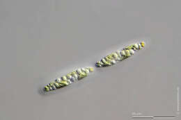 Image of Spirotaenia erythrocephala Itzigsohn 1856
