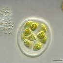 Image of Volvulina steinii