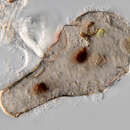Image of Hyalosphenia elegans