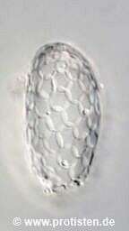 Image of Tracheleuglypha dentata