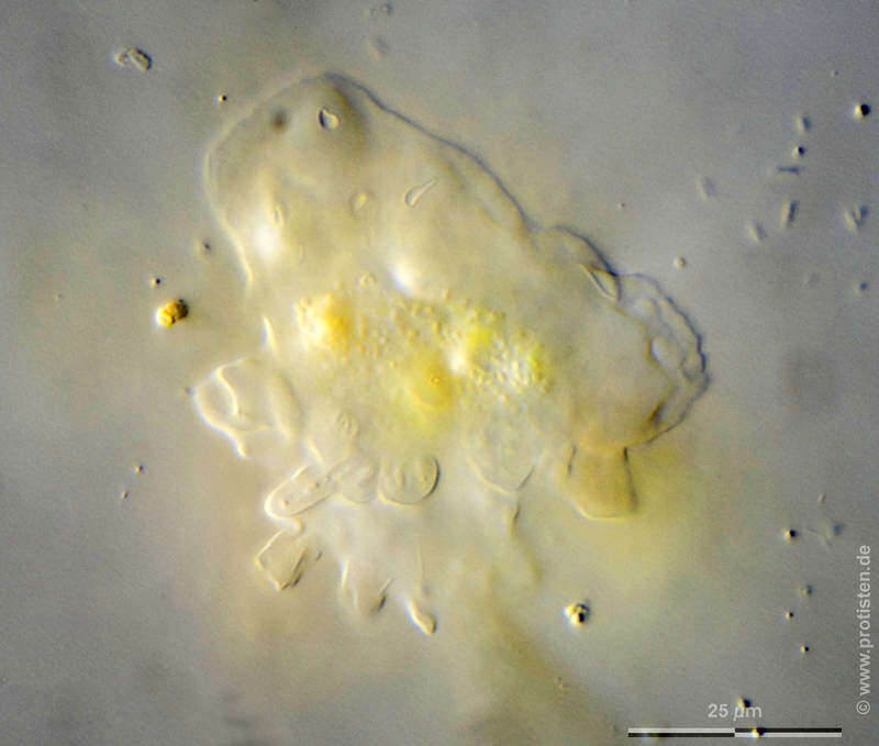 Image of Vannella simplex