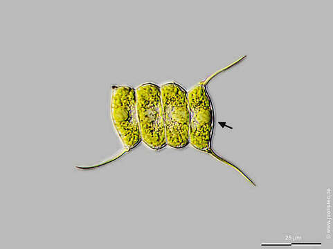 Image of Desmodesmus communis