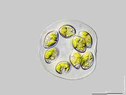 Image of Oocystis marssonii