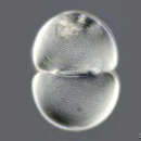 Image of Cosmarium pachydermum