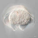 Image of Protoperidinium pellucidum