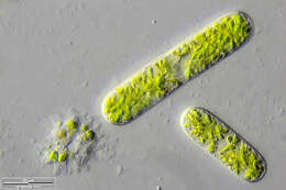 Imagem de Cylindrocystis brebissonii