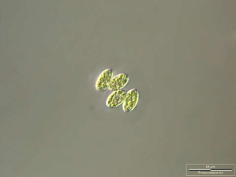 Image of Oocystis Nägeli ex A. Braun 1855