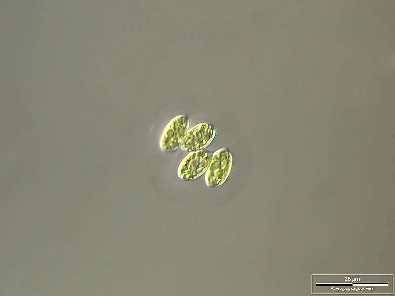 Image of Oocystis Nägeli ex A. Braun 1855