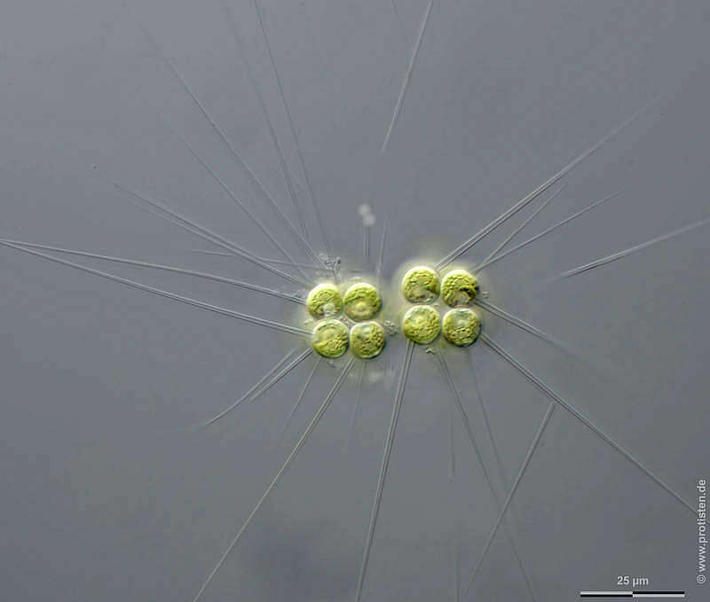 Image of Micractinium pusillum