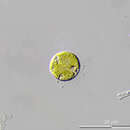 Image of Golenkiniopsis chlorelloides (J. W. G. Lund) Fott 1981