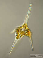 Image of Ceratium hirundinella