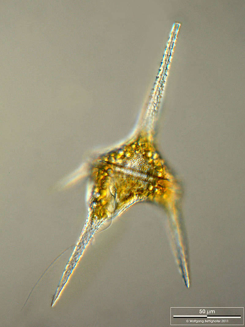 Image of Ceratium hirundinella
