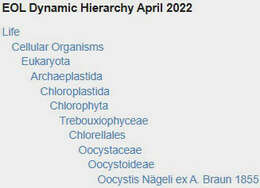 Image of Oocystis Nägeli ex A. Braun 1855