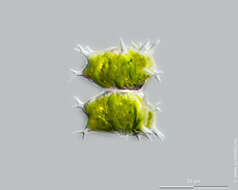 Image of Staurastrum furcatum Brébisson 1856
