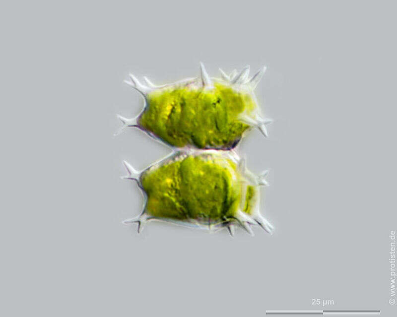 Image of Staurastrum furcatum Brébisson 1856