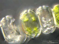 Image of Desmidium grevillei