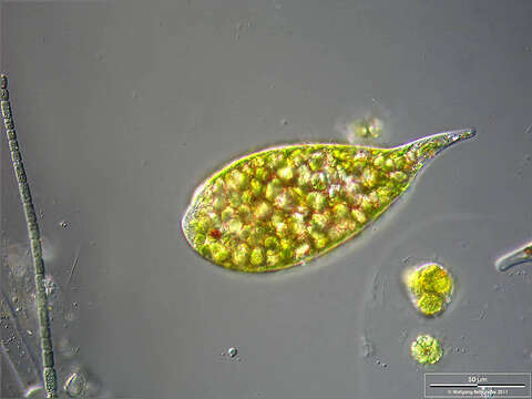 Image of Euglena sanguinea