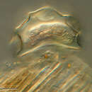 Image of Arcella hemisphaerica