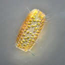 Image of Diatom