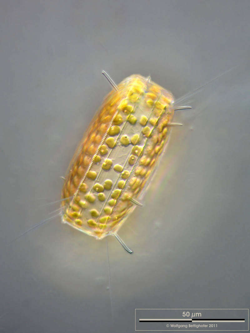 Image of Diatom