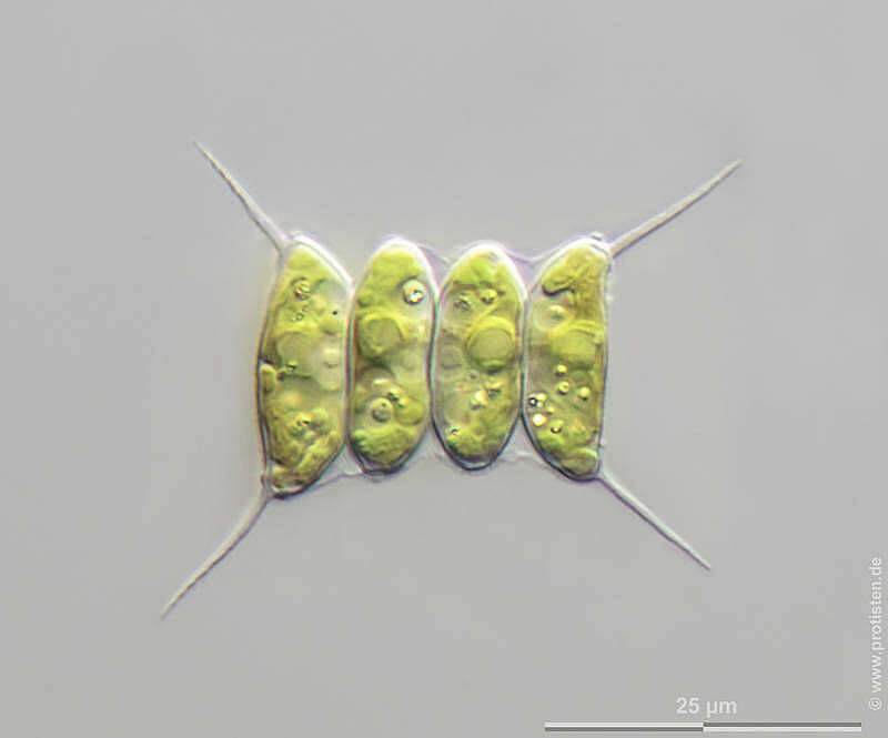 Desmodesmus communis resmi