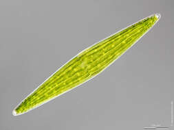 Image of Closterium lunula