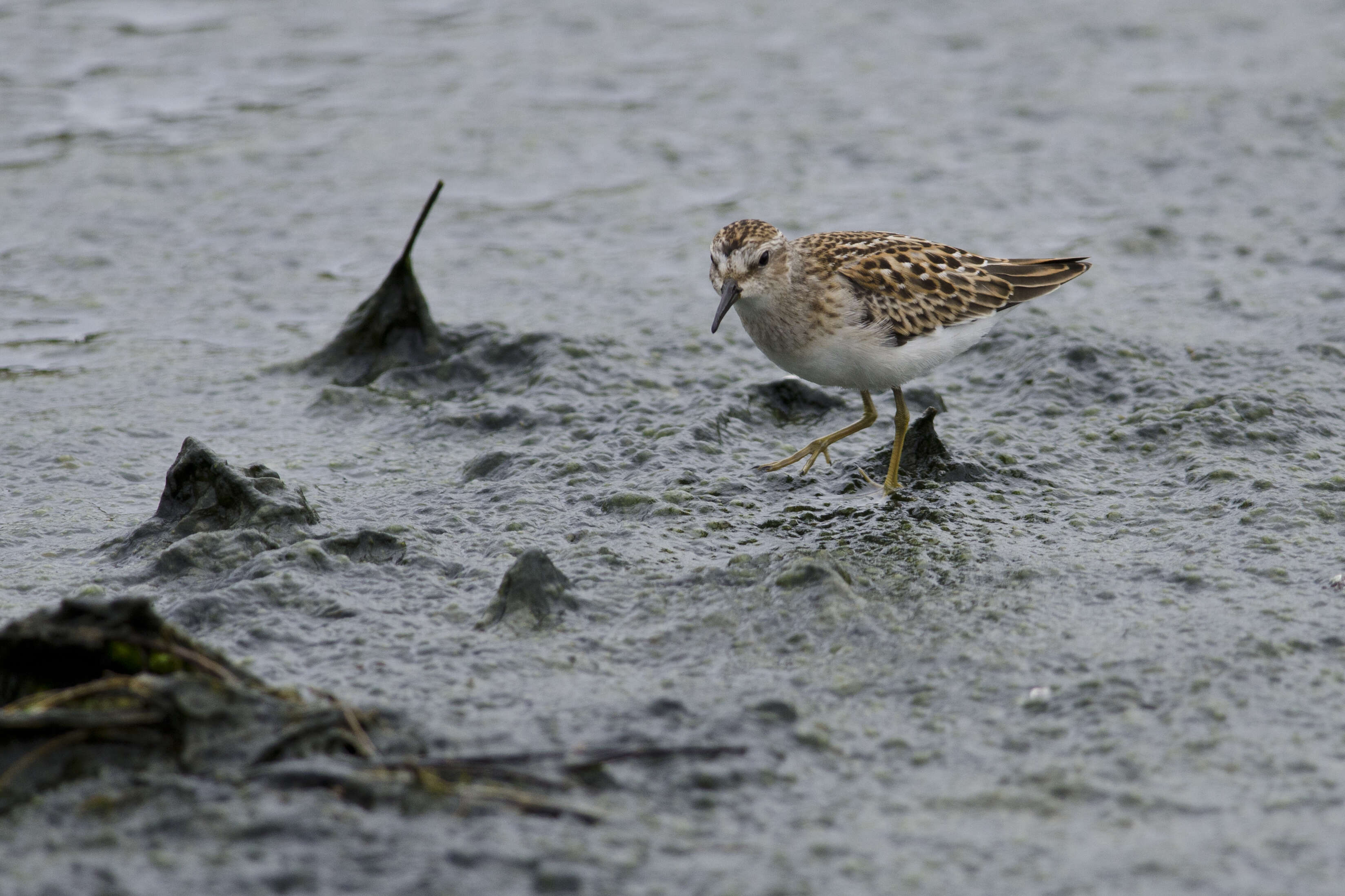 Image of Calidris Merrem 1804