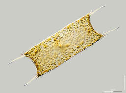 Image of Diatom