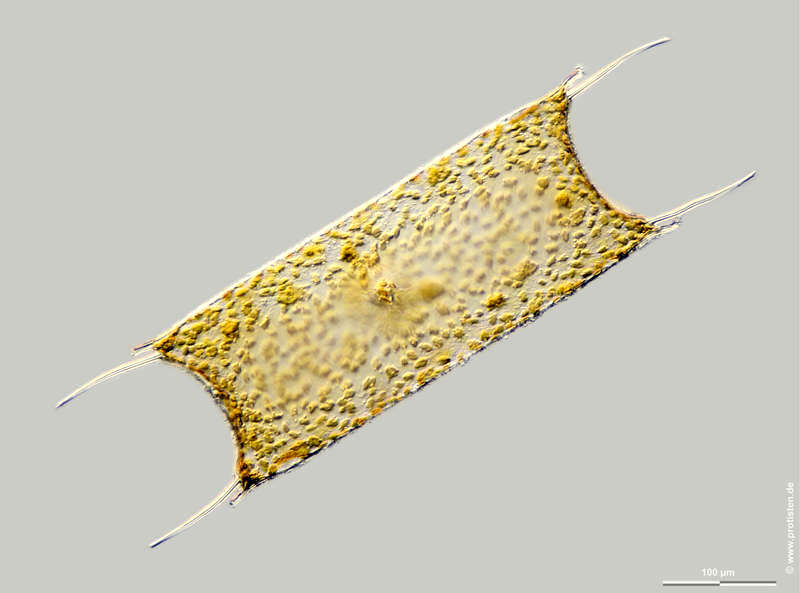 Image of Diatom