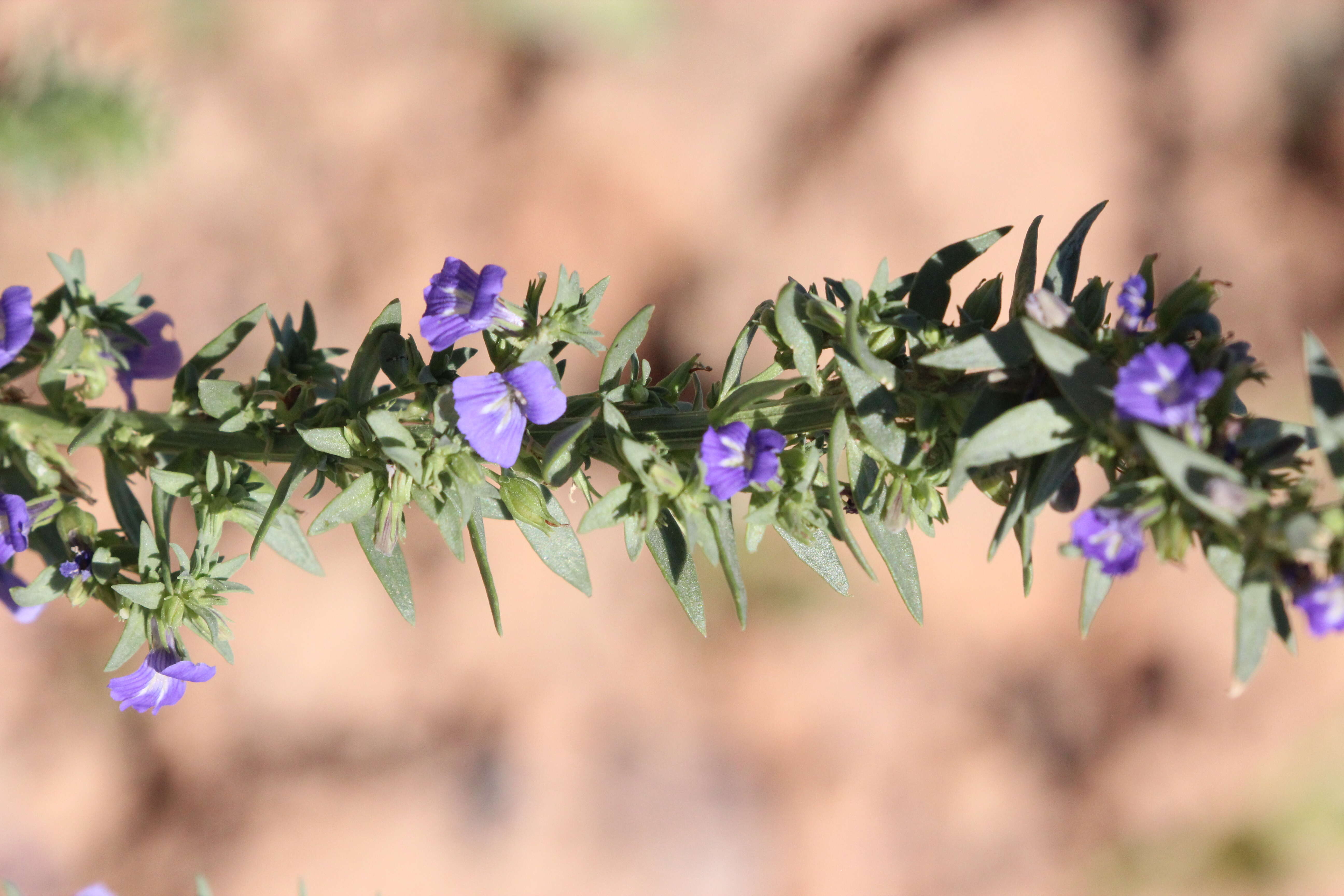 Слика од Stemodia florulenta W. R. Barker