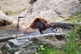 Image of Brown Bear