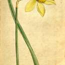 Sivun Narcissus incomparabilis Mill. kuva