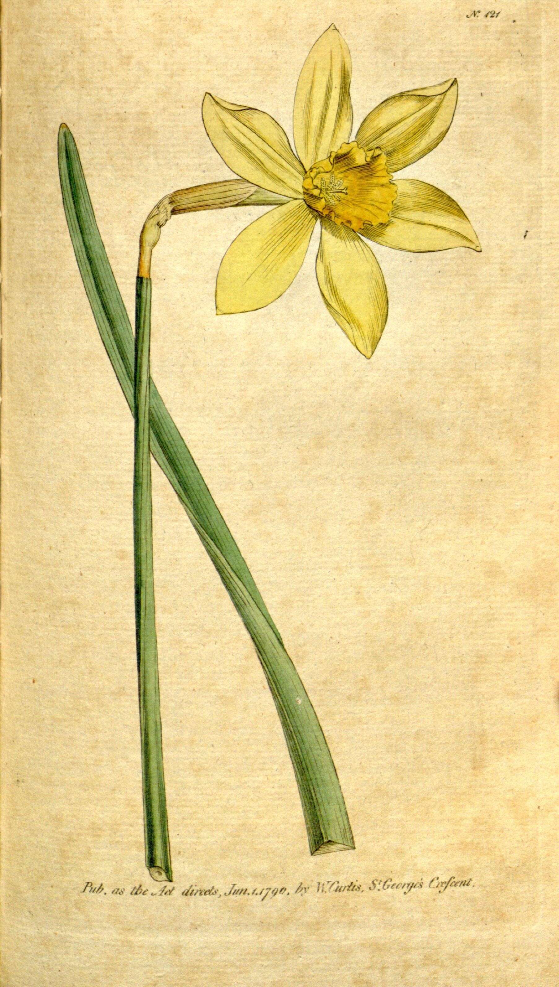 Image of nonesuch daffodil