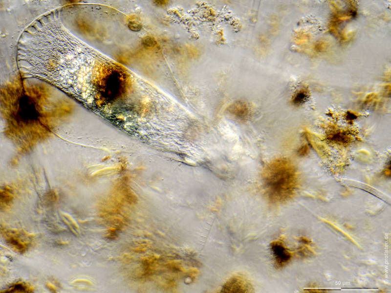Image of Ascobius faure-fremieti Hadzi 1951