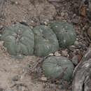 Image of Lophophora williamsi