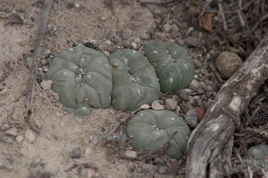 Image of lophophora