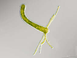 Image of Hydra viridissima Pallas 1766