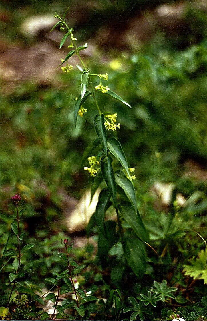 Image of ASCLEPIADACEAE