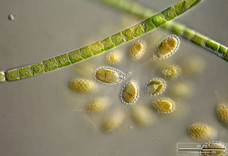 Imagem de Klebsormidium dissectum