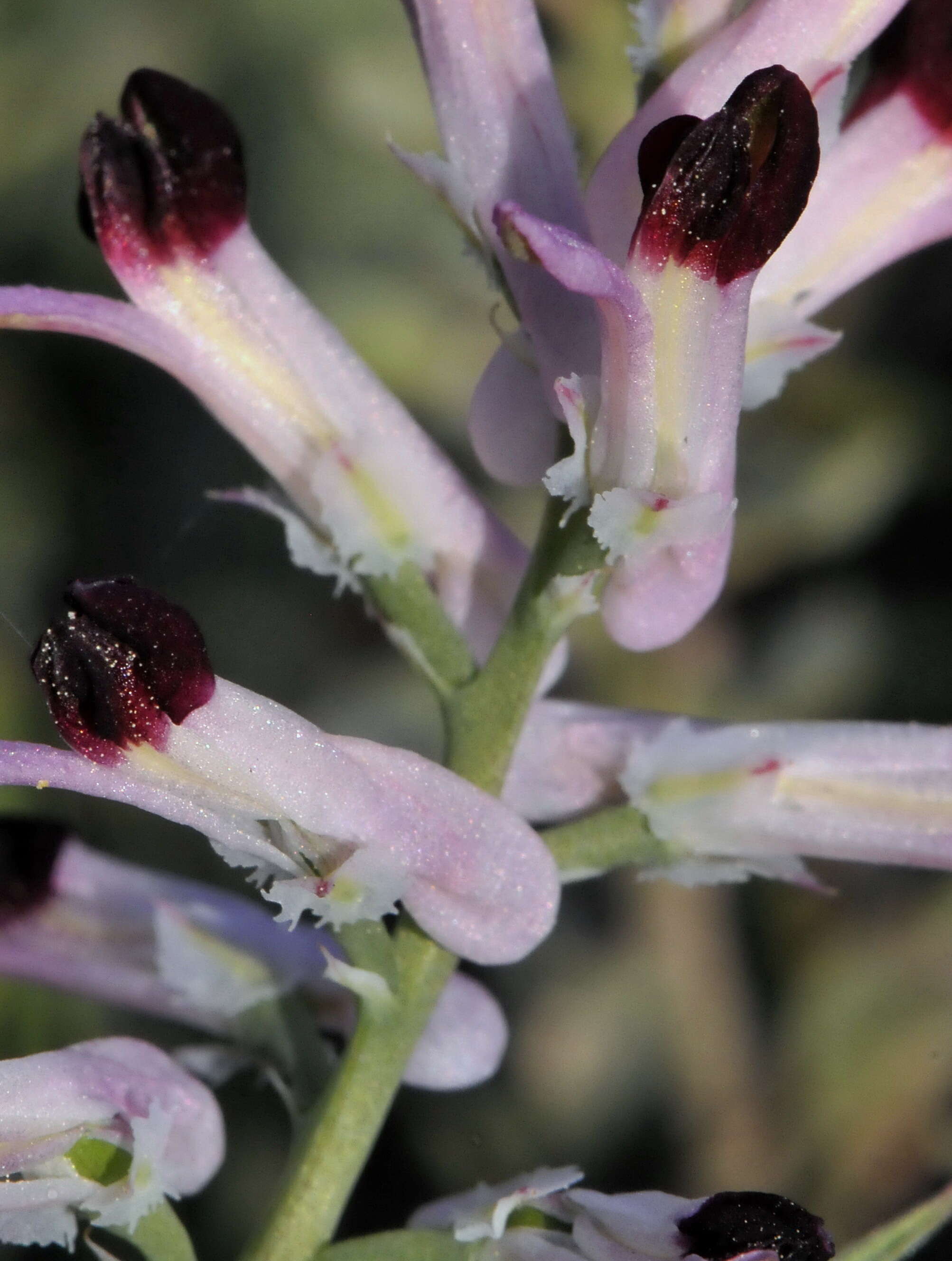 Image of Fumitory