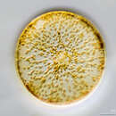 Imagem de Coscinodiscus concinnus